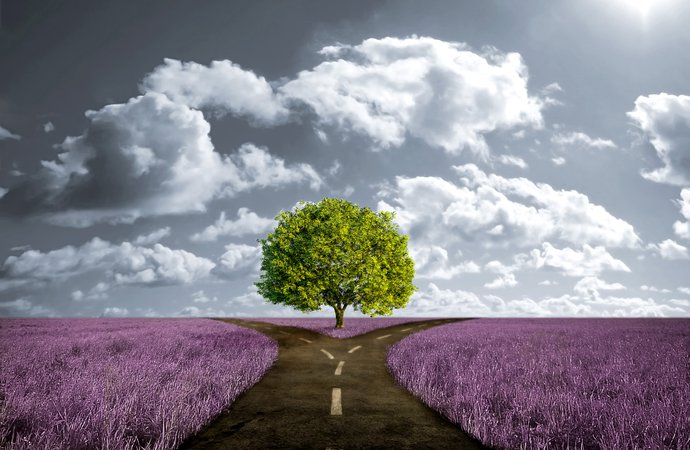 crossroad-path-in-lavender-meadow.jpg