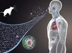 Hantavirus In Focus_ A Rare Threat That Claimed___.jpg