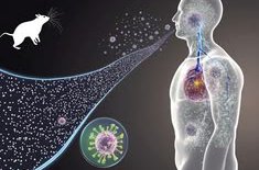 Hantavirus In Focus_ A Rare Threat That Claimed___.jpg