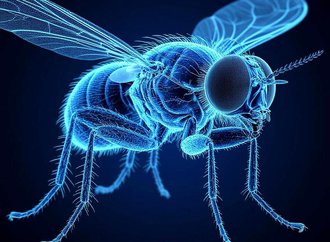 _3d неоновая прозрачная голубая проекция мухи как предмет научного изучения с максимальной детализацией внутреннего строения_.jpg