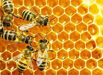 abeilles-deposent-miel-dans-alveoles-ruche.jpg