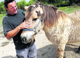 chevaux mutilés.jpg