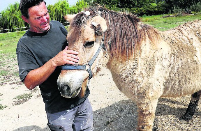 chevaux mutilés.jpg