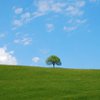 ciel-bleu-avec-arbre.jpg