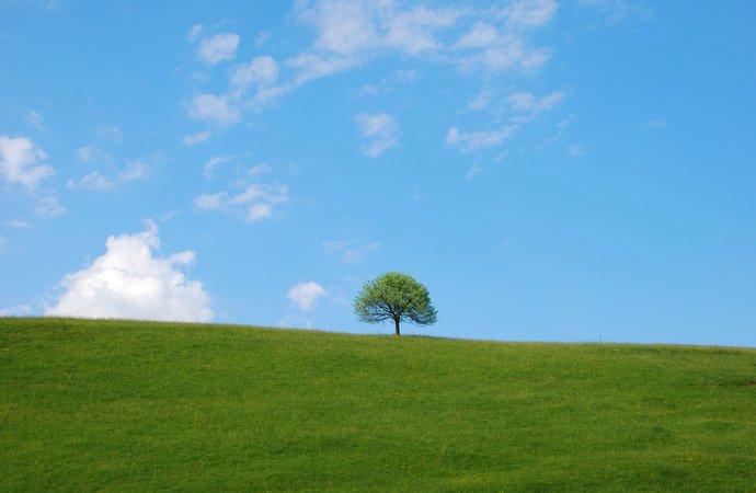 ciel-bleu-avec-arbre.jpg