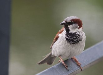 oiseaux decimés.jpg