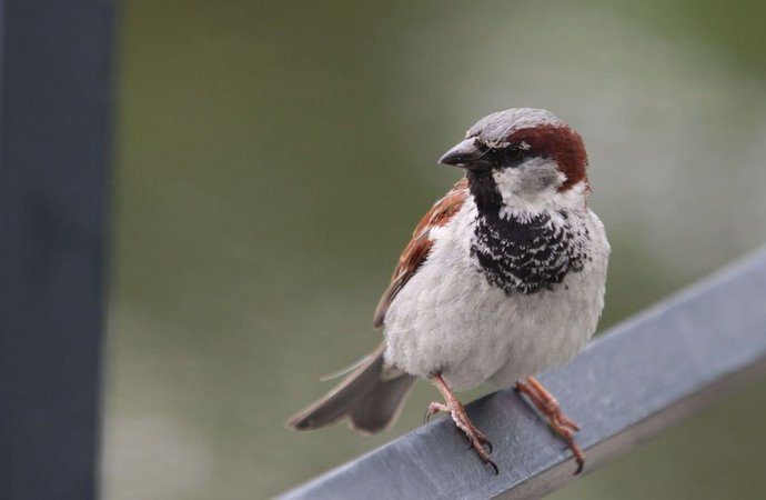 oiseaux decimés.jpg