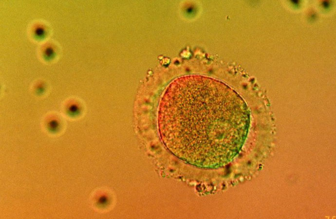 ovule.jpg