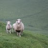 sheep-4445992_960_720.jpg