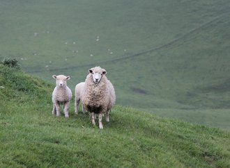 sheep-4445992_960_720.jpg