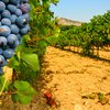 vignes1.jpg