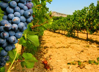 vignes1.jpg