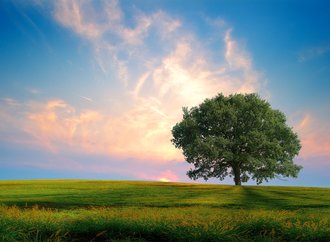 ws_Pink_Cloud_Sky_Tree__Field_1920x1200.jpg