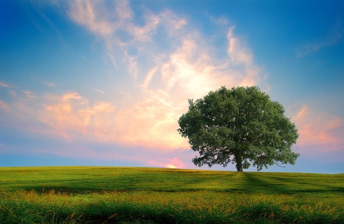 ws_Pink_Cloud_Sky_Tree__Field_1920x1200.jpg