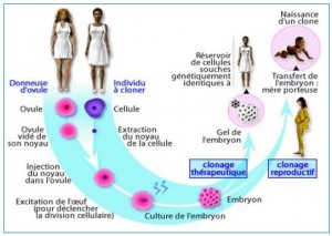 Clonage-Reproductif