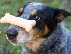 Self-Control-Dog-bone