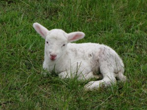 agneau