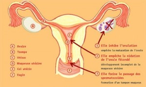 contraception  effet sur appareil genital