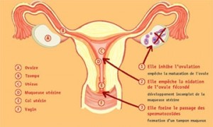 contraception  effet sur appareil genital