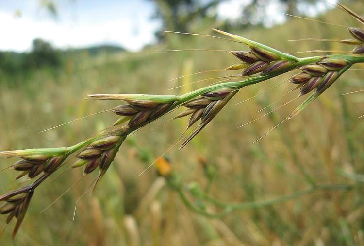 Lolium temulentum