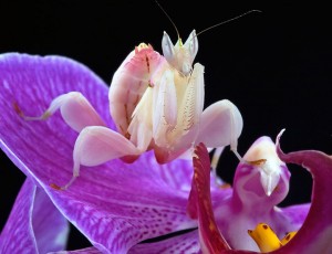 mante-religieuse-orchidee1